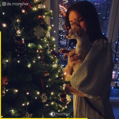 funny cats Cornish Rex Cats family kitten funny videos 2020