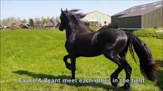 Friesian horse, stallions_colts meet each other in the field 