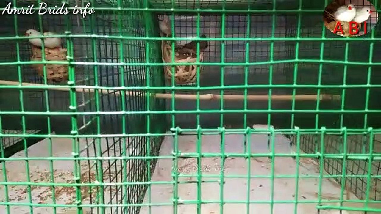 Zebra Finch Brids ke update