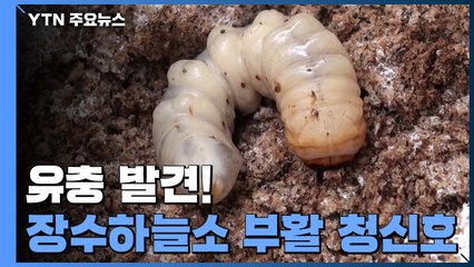 졸참나무서 유충 발견...장수하늘소 부활 청신호 / YTN