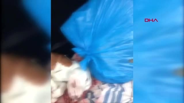Hayvanseverler tepki gösterdi... o veteriner konuştu