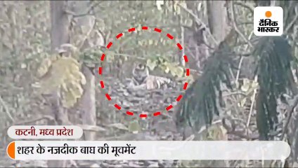 शहर के नजदीक टाइगर की दस्तक दहशत में राहगीर, वन अमला मुस्तैद