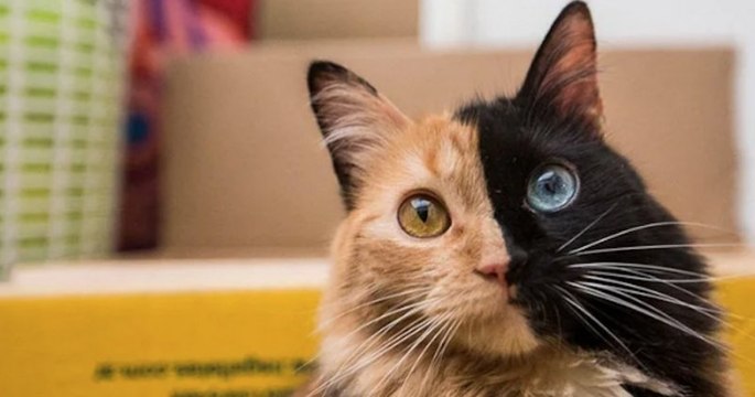 Voici Quimera, le chat « double face » qui fait fondre le coeur des internautes