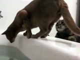 Ce chat est vraiment diabolique, il pousse son ami se trouvant sur les bords d’une baignoire dans l’eau.