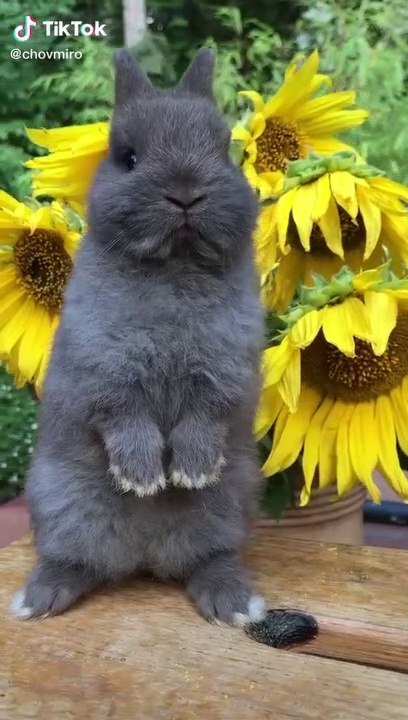 Funny animals movement
