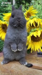 Funny animals movement