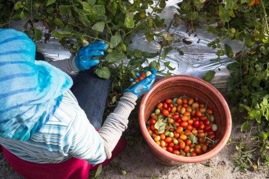 After #MeToo, This Group Has Nearly Erased Sexual Harassment in Farm Fields