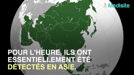 Coronavirus : peut-on l'attraper deux fois ?