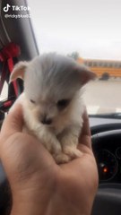 Cute dog buby and puppy funny girl