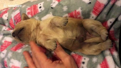 This newborn puppy getting tickled will brighten up your day