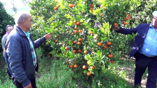 'Murcot' çeşidi sayesinde yaz mevsiminde dalından mandalina tüketilecek