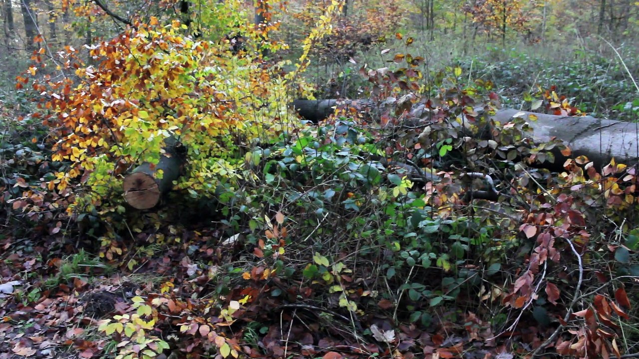 Spirit sound pinneberg 2013 folge 07 /full film/complete movie/ganzer film