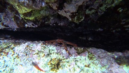 Petits crabes en Méditerranée