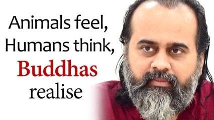 Animals feel, Humans think, Buddhas realise || Acharya Prashant (2019)