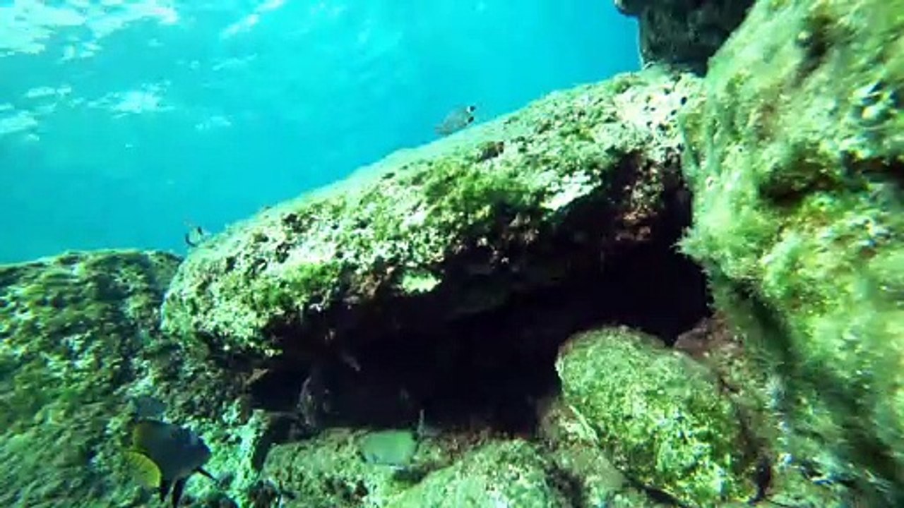 Corb ou corbeau de mer en caméra fixe - Vidéo Dailymotion