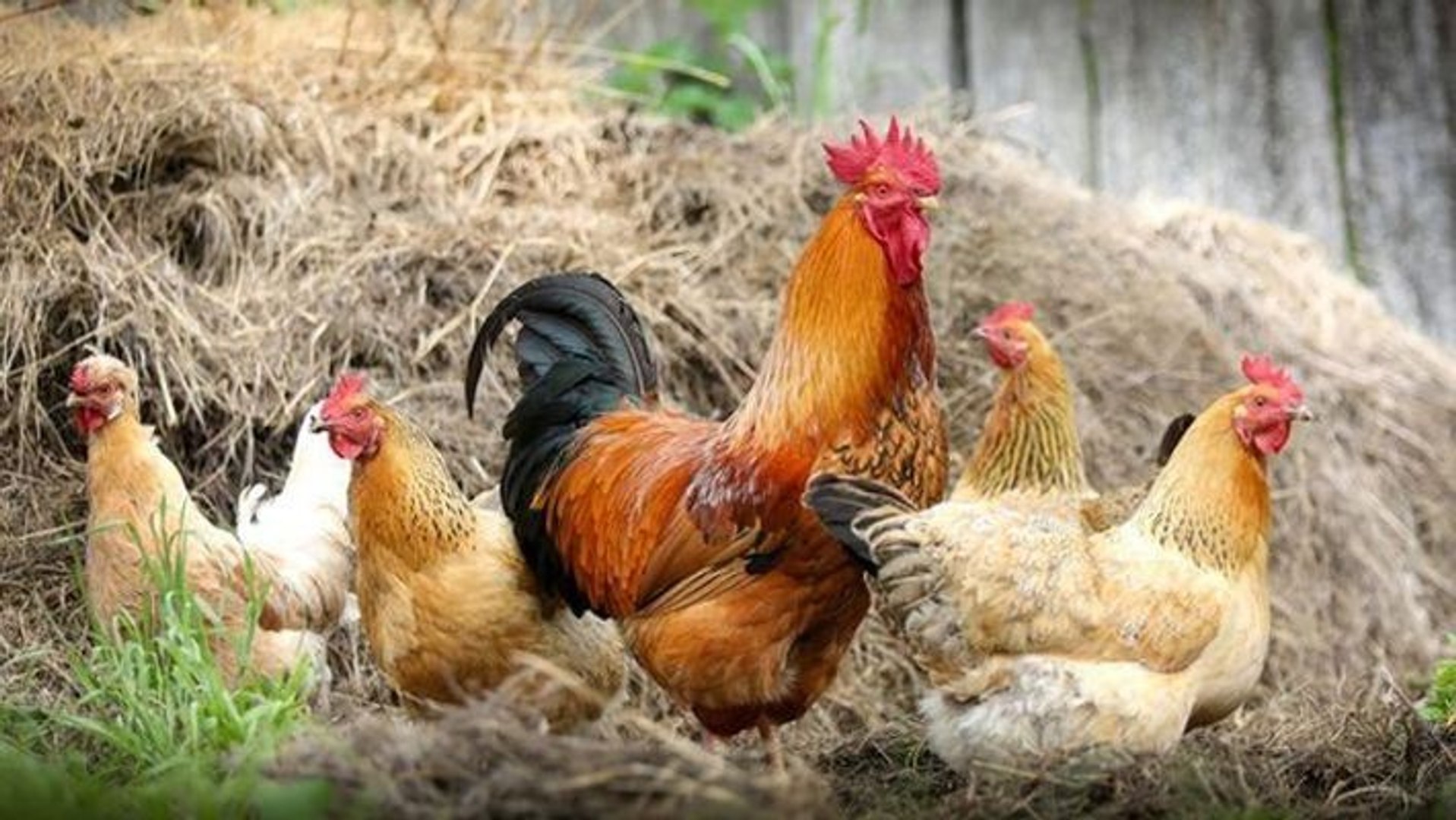 ⁣Kerala sounds alert after bird flu detected in Kozhikkode district