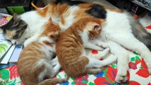 Twins Kitties Sleep While Breastfeeding From Mother