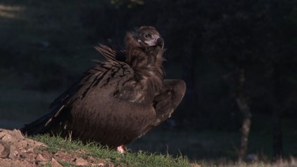 El Parque Nacional de la Sierra de Guadarrama acerca al buitre negro