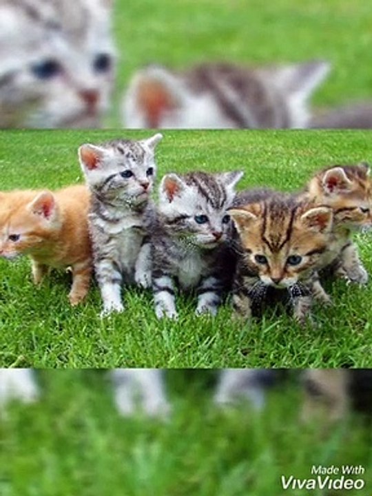 CUTE ANIMALS