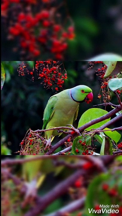 BEAUTIFUL BIRDS