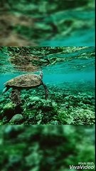 BEAUTIFUL CREATURES OF WATER