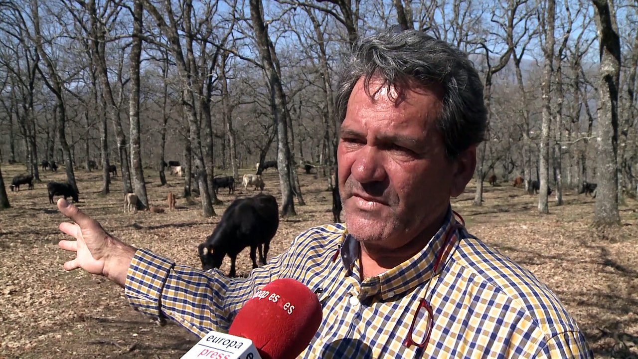 Ganaderos extremeños reclaman una prueba "fiable" de tuberculosis