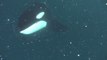 Une orque en chasse frôle un plongeur
