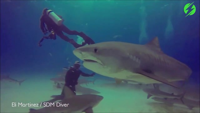 Il empêche un requin tigre de mordre un plongeur... joli réflexe