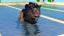 Farm animals transform into wild animals in piscine