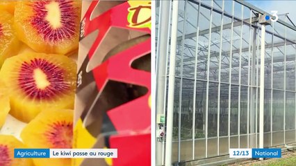 Agriculture : quand le kiwi passe au rouge