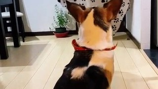 Dog scared on funny Bengali song
