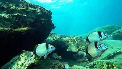 Sar commun et à tête noire