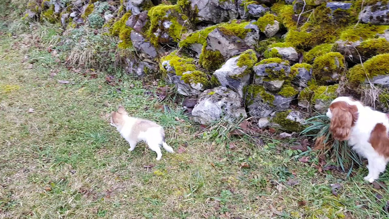 Phandor découvre le jardin du chalet