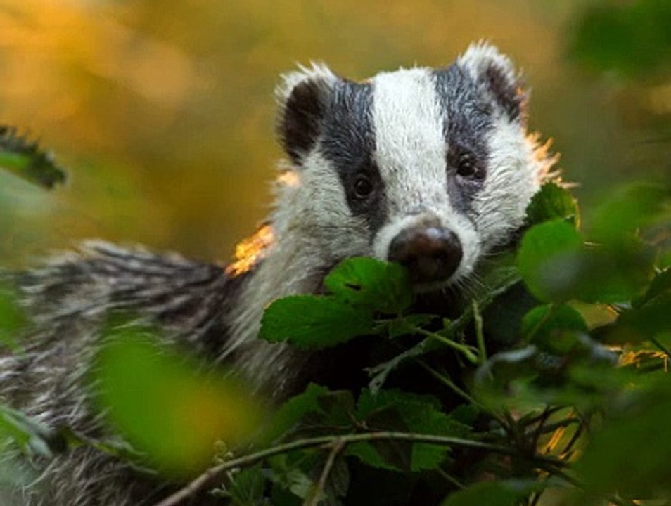BBC Radio 4_ Farming Today 7Mar20 - the  badger cull