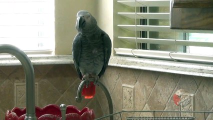 Talking parrot renames the game, peekaboo