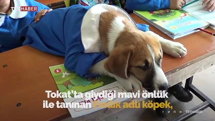 'Fındık' tedavi gördüğü Ankara'da öldü