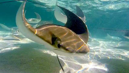 Meet the Cownose Stingrays at Phoenix Zoo
