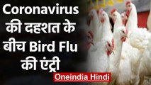 Coronavirus की दहशत के बीच Bird Flu की एंट्री, High Alert घोषित करने की मांग | वनइंडिया हिंदी