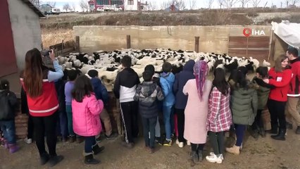 Depremzede çocuklar, koyun ve kuzuların duygusal buluşmasını izledi