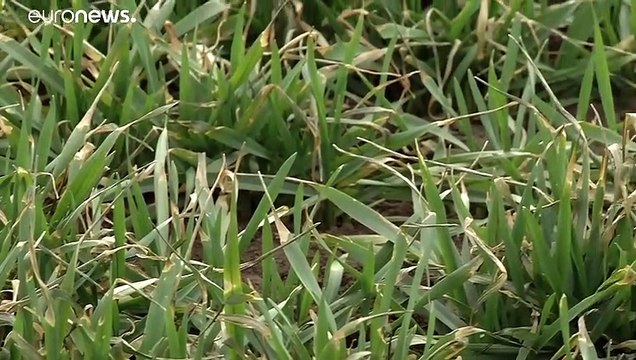 Румынские фермеры жалуются на зиму