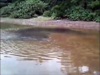 Une mystérieuse créature nage dans ces eaux