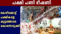 കോഴിക്കോട്ട് പക്ഷികളെ കൂട്ടത്തോടെ കൊന്നൊടുക്കി | Oneindia Malayalam