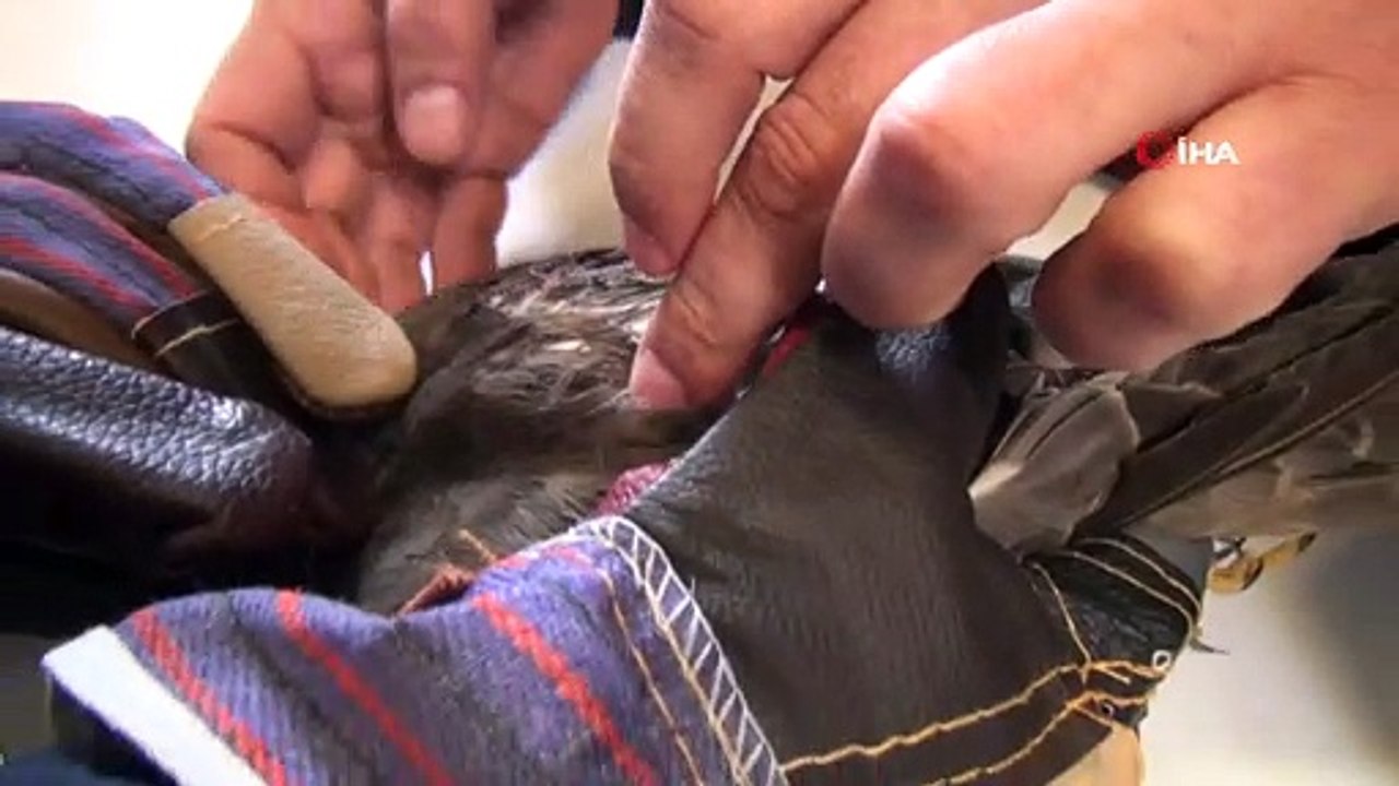 Yaralı atmacaya sahip çıktılar