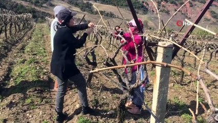 Kadınlar Gününde bağda ip bağlayıp budama yaptılar