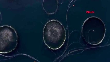 MUĞLA Dekan Ateş Denize kaçan 2 milyon balığın ekolojik dengeye zarar vermesi söz konusu değil