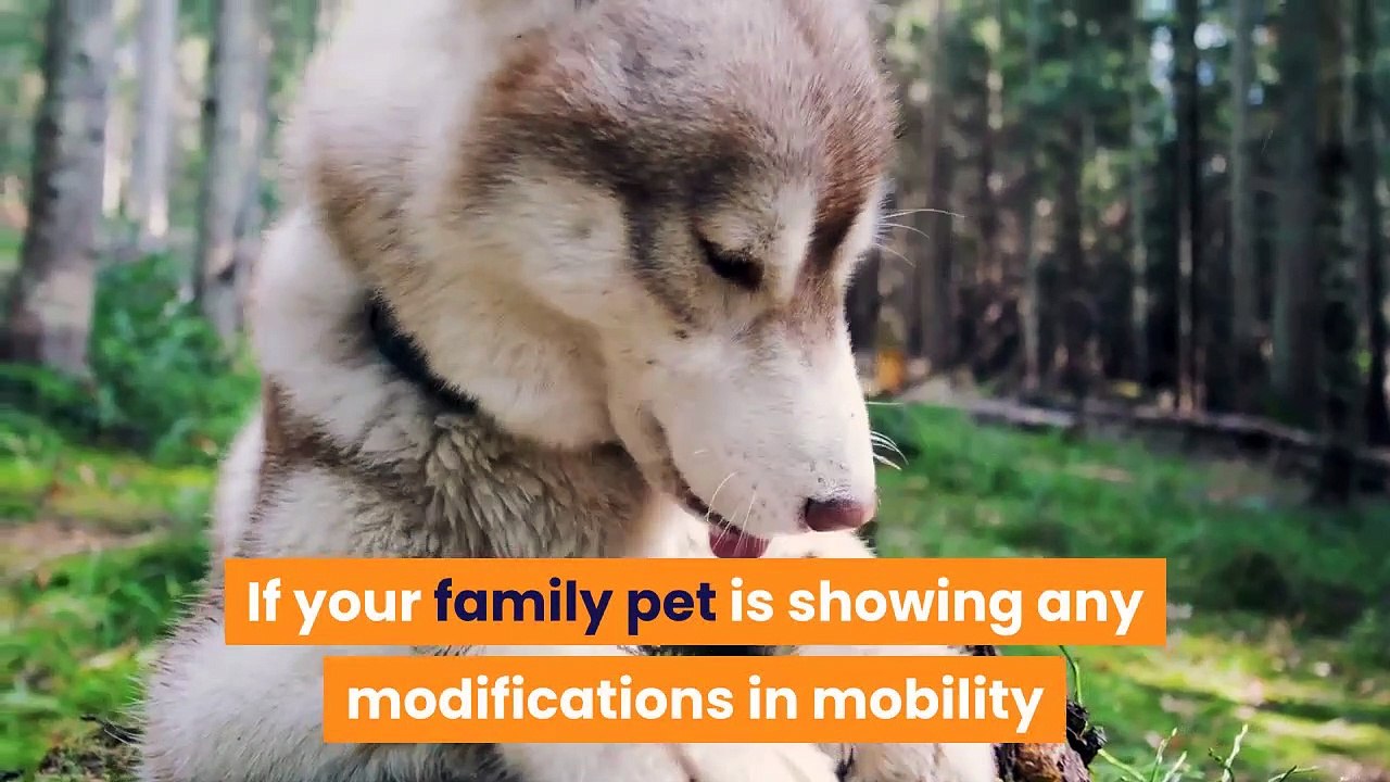 Dog Wheelchair Walmart video Dailymotion