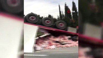 TEM'de devrilen tırdaki yüzlerce kiloluk et yola saçıldı: 2 yaralı