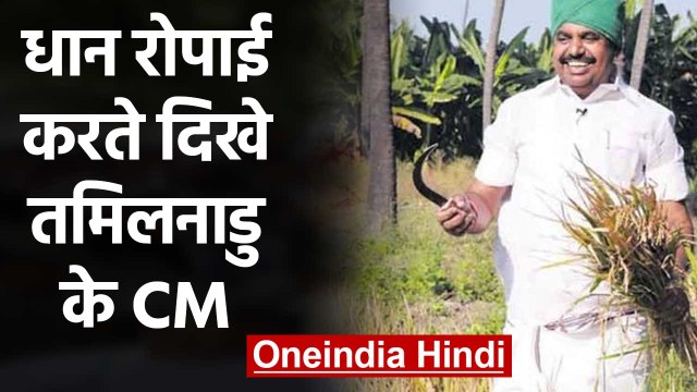 Farmers के साथ धान रोपाई करते दिखे Tamil Nadu में मुख्यमंत्री Palaniswami | वनइंडिया हिंदी
