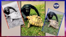 Viral Video: Chimpanzee Shares Apple With Tortoise | Love Grows By Sharing