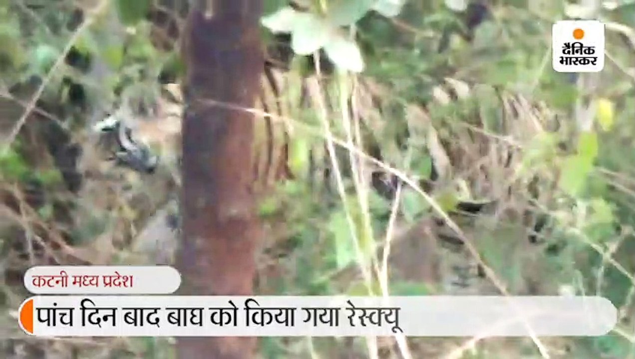 चार हाथियों का सहारा लेकर वन कर्मियों ने बाघ को जाल में फंसाया, पांच दिन से हाईवे के पास भटक रहा था